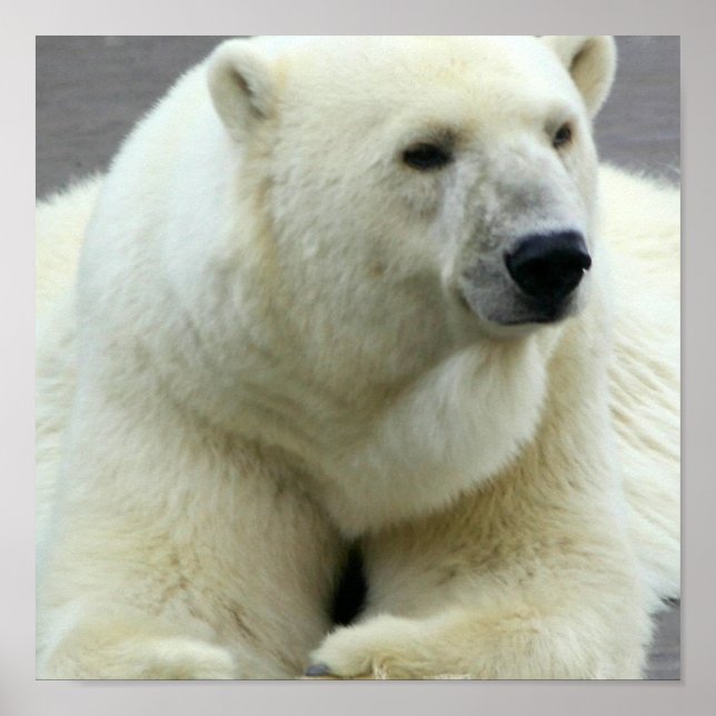 Polar Bear Print Poster (Vorne)