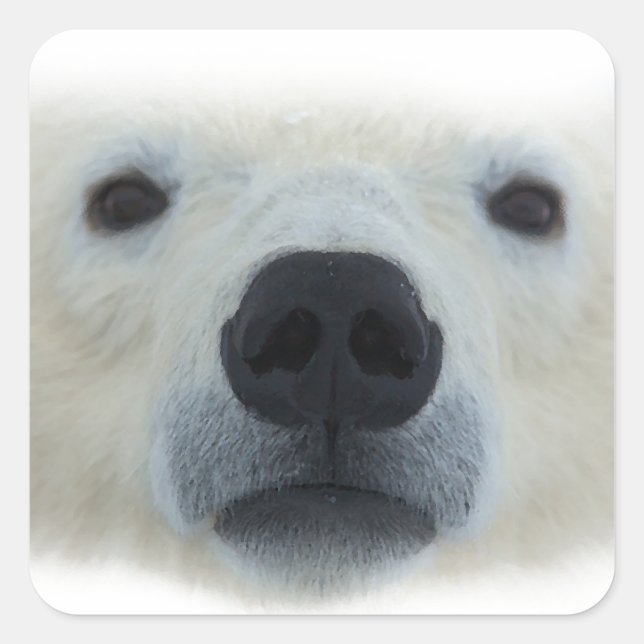 Polar Bear Quadratischer Aufkleber (Vorderseite)
