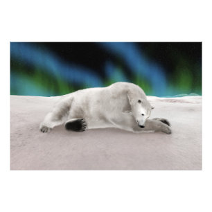 Polar Bear Resting Fotodruck