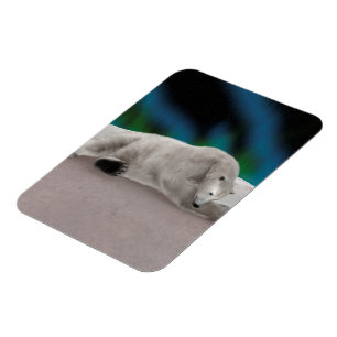 Polar Bear Resting Magnet