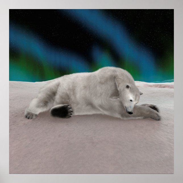 Polar Bear Resting Poster (Vorne)