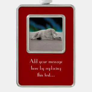 Polar Bear Resting Rahmen-Ornament Silber