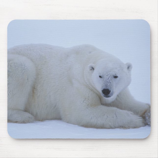 Polar Bear Ruhen im Schnee Mousepad (Vorne)