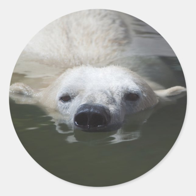 Polar Bear Runder Aufkleber (Vorderseite)
