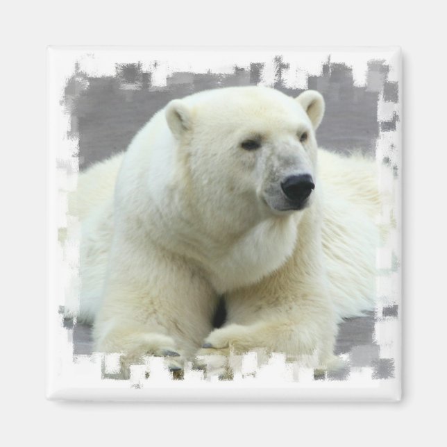 Polar Bear Square Magnet (Vorne)