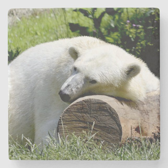 Polar Bear Steinuntersetzer (Vorderseite)