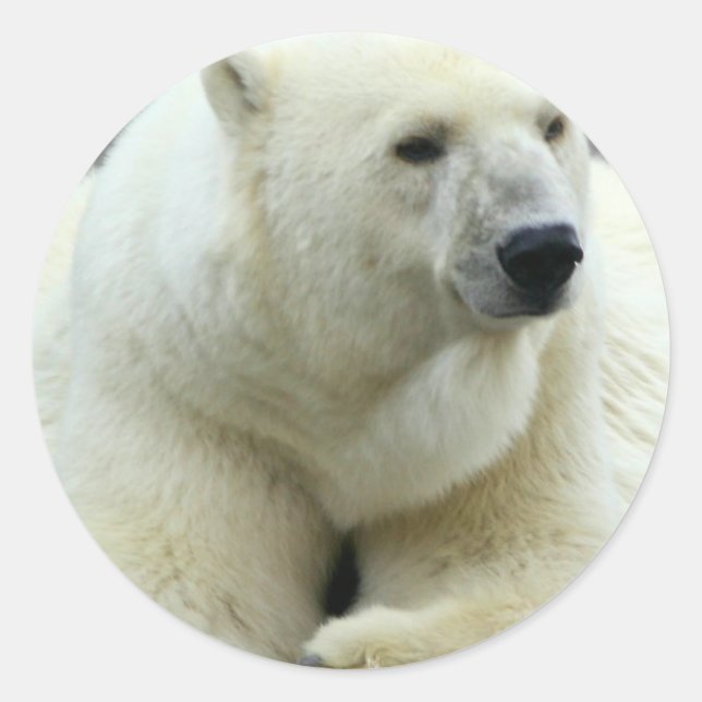 Polar Bear Sticker (Vorderseite)