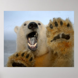 polar bear, Ursus maritimus, curiously looks in 2 Poster