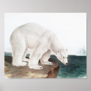Polar Bear (Ursus maritimus) Illustration Poster