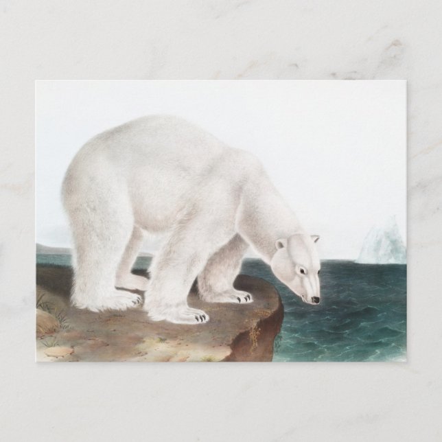 Polar Bear (Ursus maritimus) Illustration Postkarte (Vorderseite)