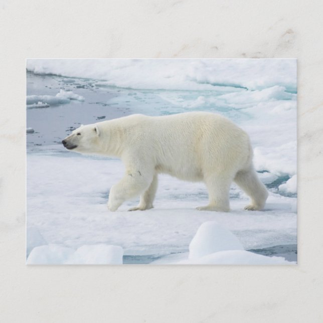 Polar bear walking, Norway Postkarte (Vorderseite)
