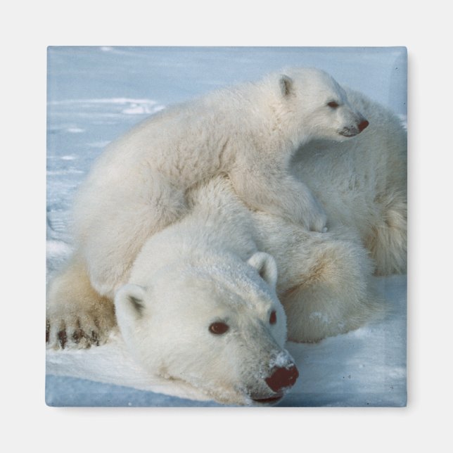 Polar_bear_with_cub Bärenliebhaber Magnet (Vorne)