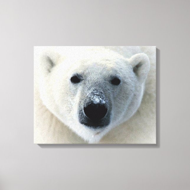 Polar Bear Wrapped Canvas Leinwanddruck (Vorderseite)