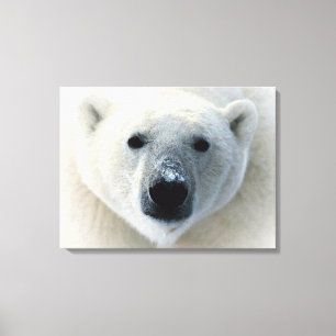 Polar Bear Wrapped Canvas Leinwanddruck