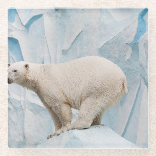 Polar Bear: Zoo Habitat Glimpse Glasuntersetzer (Vorderseite)