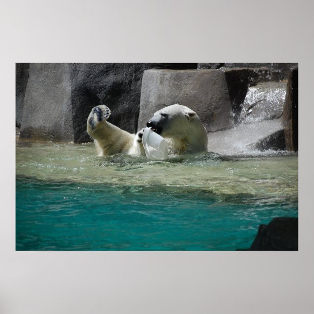 Polar Bears Poster (Vorne)