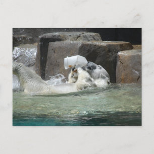 Polar Bears Postkarte