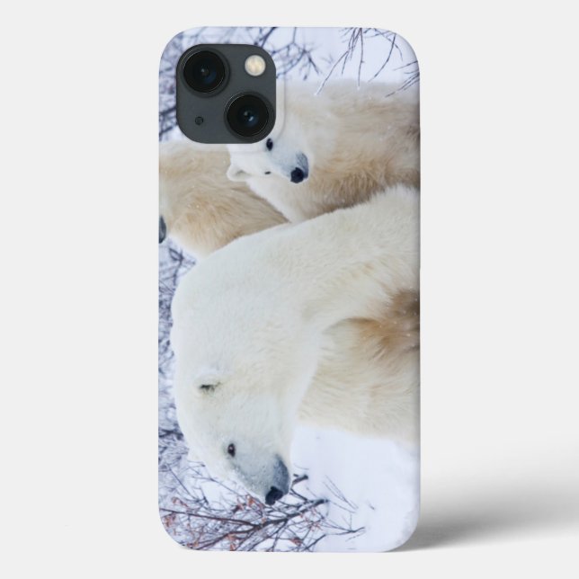 Polar Bears und zwei Naben Case-Mate iPhone Hülle (Rückseite)