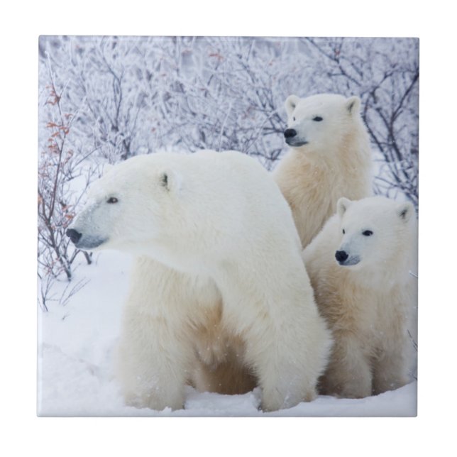 Polar Bears und zwei Naben Fliese (Vorderseite)
