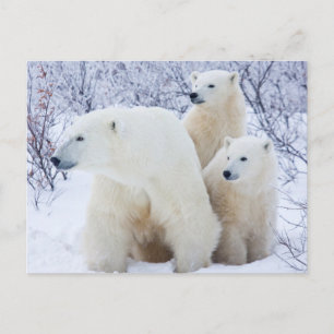 Polar Bears und zwei Naben Postkarte