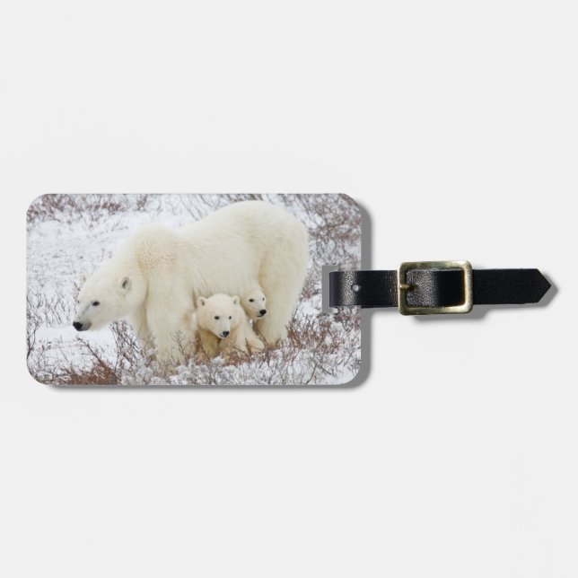 Polar Bears weiblich und zwei Jungen Gepäckanhänger (Vorderseite horizontal)