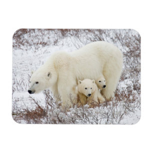 Polar Bears weiblich und zwei Jungen Magnet