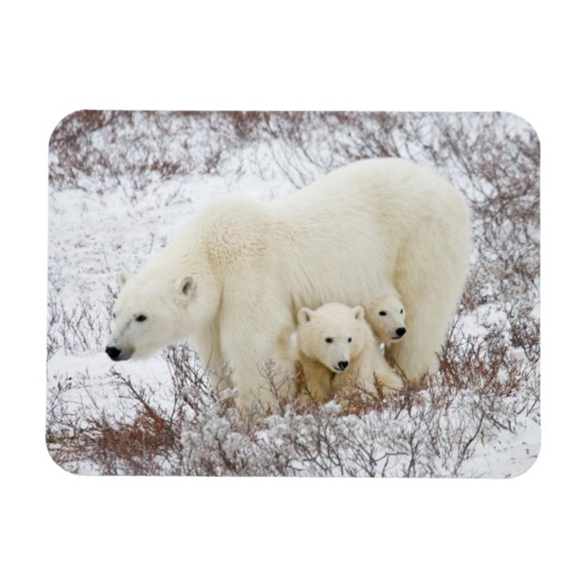 Polar Bears weiblich und zwei Jungen Magnet (Horizontal)