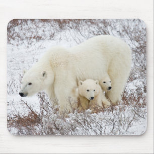 Polar Bears weiblich und zwei Jungen Mousepad