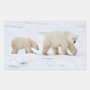 Polar Bears weiblich und zwei Jungen Rechteckiger Aufkleber