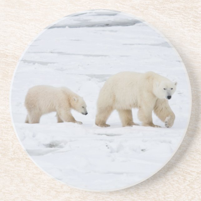 Polar Bears weiblich und zwei Jungen Untersetzer (Vorne)