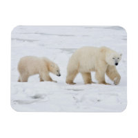 Polar Bears weiblich und zwei Knochen 2