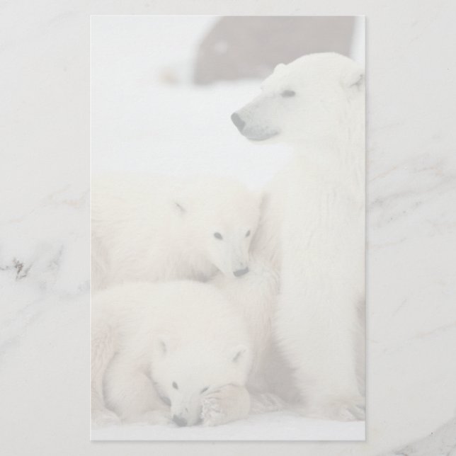 Polar She-Bären with Cubs (Vorderseite)