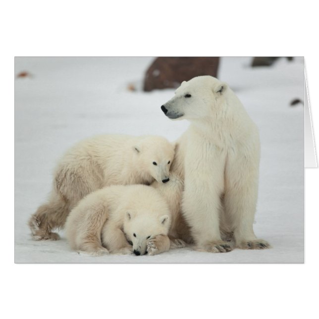 Polar She-Bären with Cubs (Vorderseite (Horizontal))
