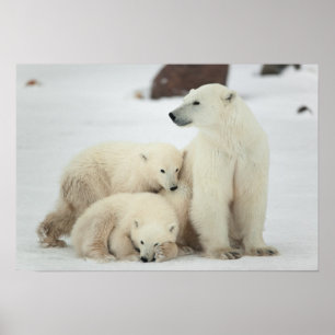 Polar She-Bären with Cubs Poster