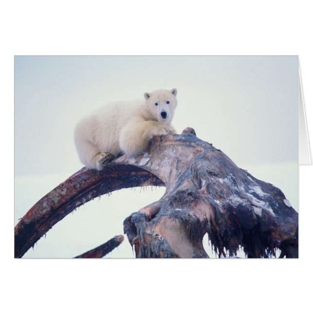 Polarbär auf einem Kieferknochen, (Vorderseite (Horizontal))