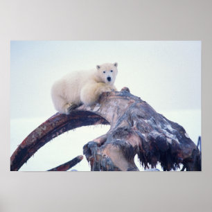 Polarbär auf einem Kieferknochen, Poster