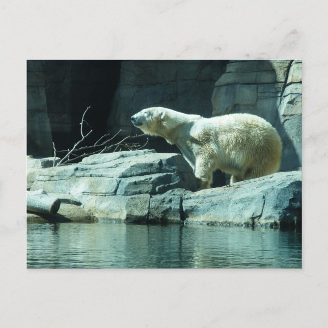 Polarbär: Berlin Postkarte (Vorderseite)