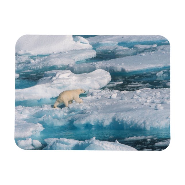 Polarbär, der auf dem Meer spaziert Magnet (Horizontal)