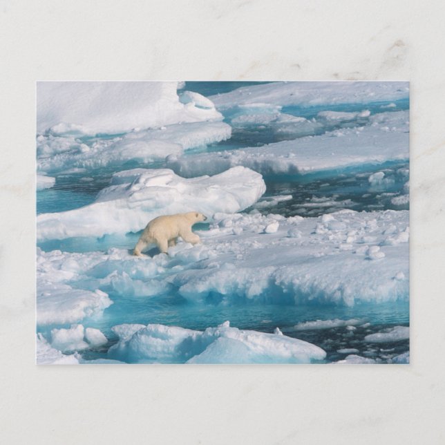 Polarbär, der auf dem Meer spaziert Postkarte (Vorderseite)