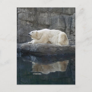 Polarbär mit Reflektion Postkarte
