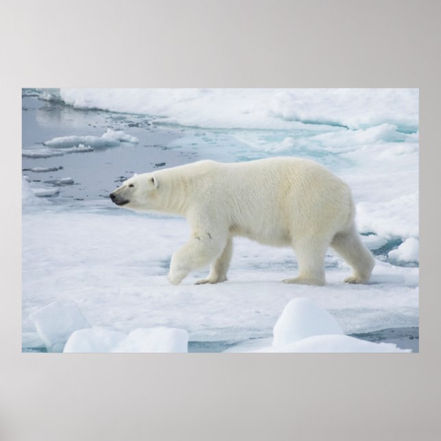 Polarbärenwanderung, Norwegen Poster (Vorne)
