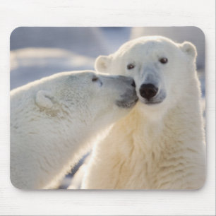 Polarbärkuss Mousepad