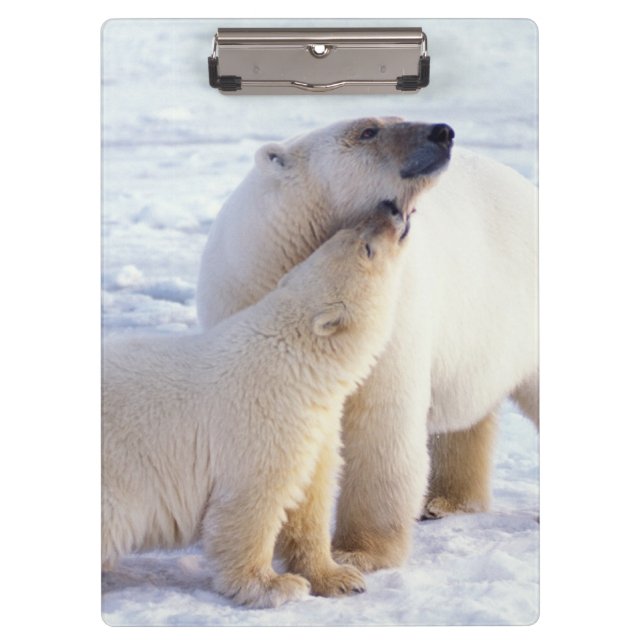 Polarbärsäte mit Krug, Packung Klemmbrett (Vorderseite)