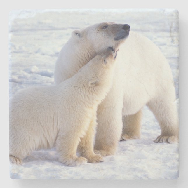 Polarbärsäte mit Krug, Packung Steinuntersetzer (Vorderseite)