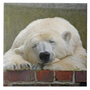PolarBear20150501 Fliese
