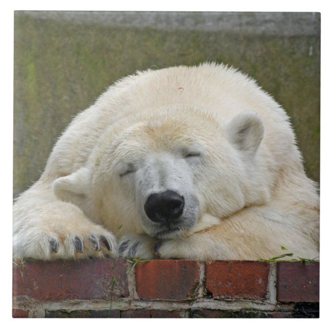 PolarBear20150501 Fliese (Vorderseite)