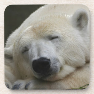 Polarbear 001 untersetzer