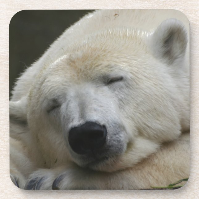 Polarbear 001 untersetzer (Vorderseite)