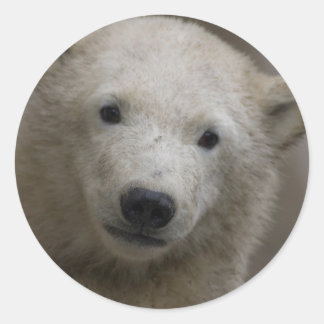 Polarbear Runder Aufkleber