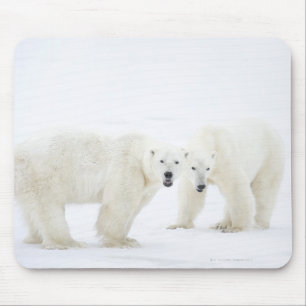 Polare Bären stehend auf Schnee, nachdem 2 Mousepad